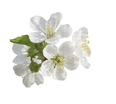 fleur flower - PNG gratuit