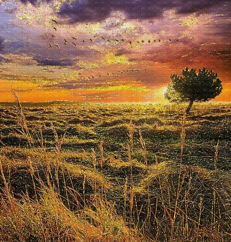 Rena Sonnenuntergang Gitter Wiese Hintergrund - Gratis geanimeerde GIF