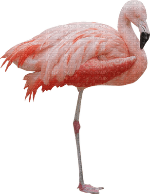 flamingo 🦩🦩 FLAMANT ROSE - 無料png