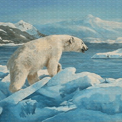 polar bear - png gratis