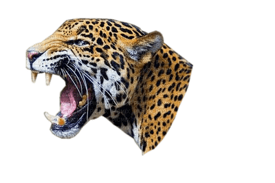 jaguar bp - darmowe png