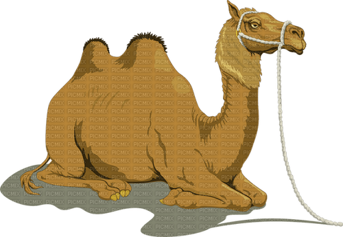 Kamel - 免费PNG