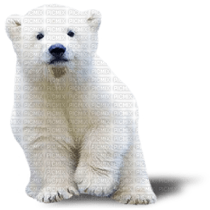 ours blanc - PNG gratuit