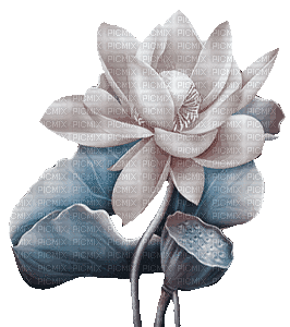 soave deco  animated   lilies blue brown - Gratis geanimeerde GIF