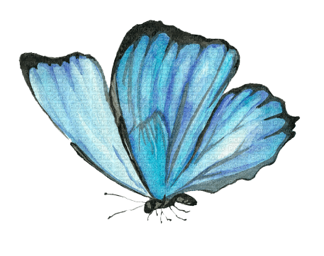 ✶ Butterfly {by Merishy} ✶ - besplatni png