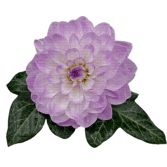 kikkapink purple flower deco spring - PNG gratuit