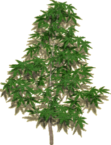 Tube Plante Verte - Besplatni animirani GIF