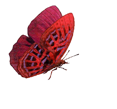 red butterfly - Free animated GIF