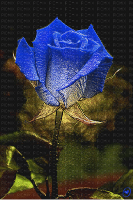 rose - GIF animado grátis