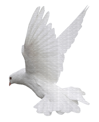dove - ingyenes png