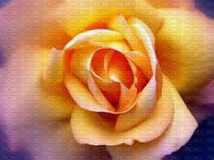 rose jaune - 免费PNG