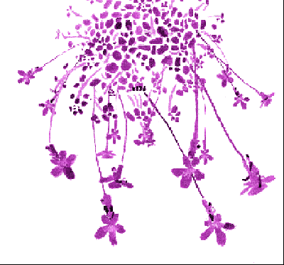 fleur s34 violet purple - Ücretsiz animasyonlu GIF