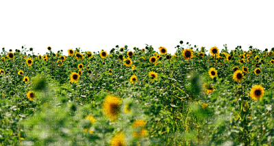 sunflower field champ de tournesol paysage - Free PNG