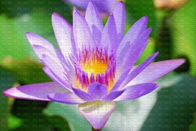 lotus - ilmainen png