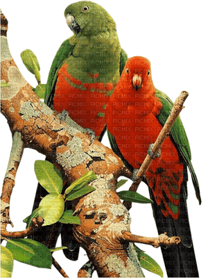Papużki - png ฟรี