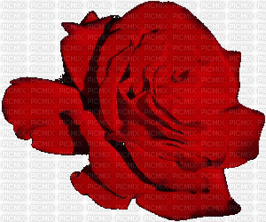 rose rouge.Cheyenne63 - GIF animé gratuit