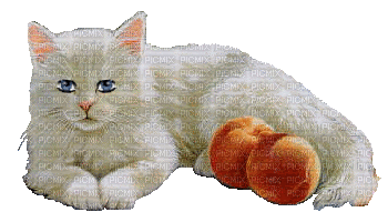 Cat animiert - GIF เคลื่อนไหวฟรี