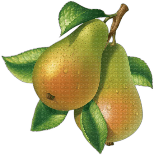 pears Bb2 - nemokama png