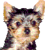 chien HD - Безплатен анимиран GIF