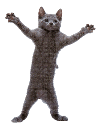 Gato - GIF animasi gratis
