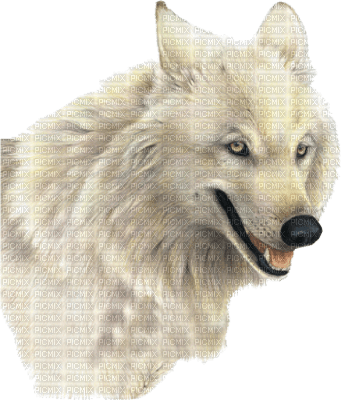 Tube Animaux Loup - png ฟรี