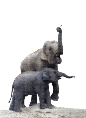 elephant, wild animal, elefantti, villieläin - ingyenes png