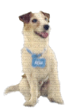 perro saludando dubravka4 - Безплатен анимиран GIF