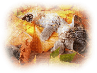 fond autumn automne chat cat - png grátis