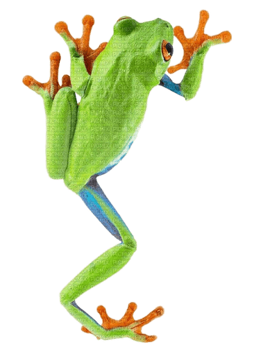 Kaz_Creations Frog - kostenlos png