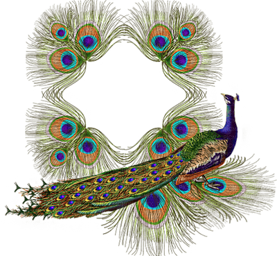 Peacock bp - png grátis