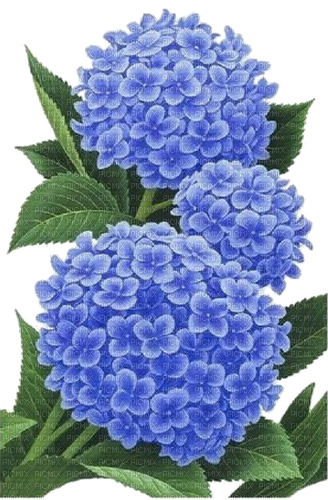 Drei Hortensien, blau, Blumen - png gratis