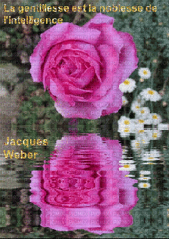 rose animée - Δωρεάν κινούμενο GIF