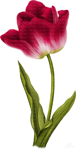 Flor tulipán rojo - png ฟรี