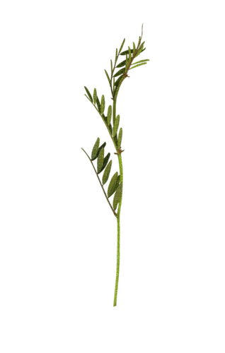 dolceluna underwater plant - png grátis