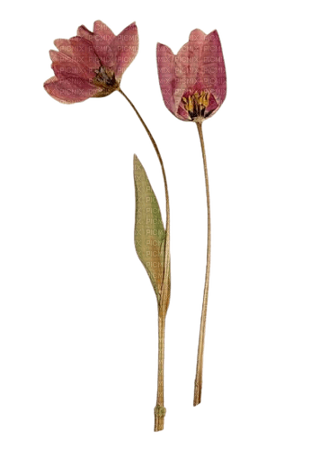 tulip pressed flowers pink - png ฟรี