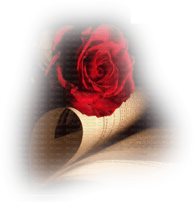 Róża i kartki - Free PNG