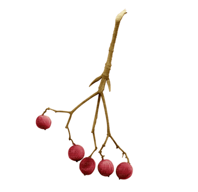 minou-plant-red berries - бесплатно png