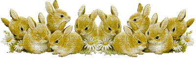minou-rabbits-animated-background-decoration-deco - Free animated GIF