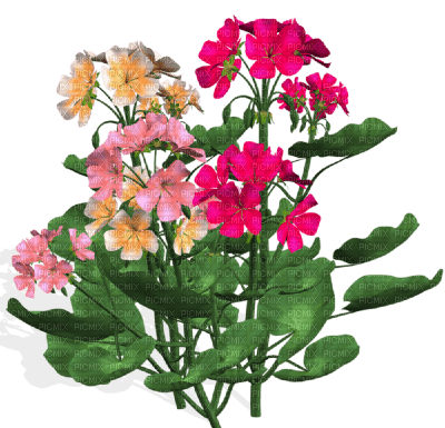 Mata con flores - PNG gratuit