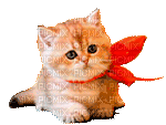 RED CAT  BOW gif chat rouge rosette - Darmowy animowany GIF