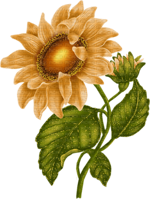 sunflowers - bezmaksas png