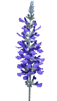 flores  azules   dubravka4 - 免费PNG