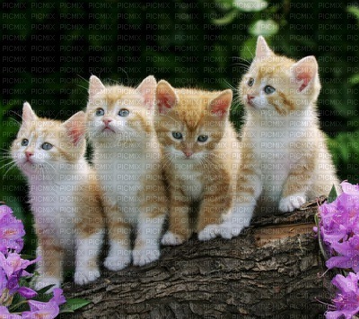 kittens - Free PNG