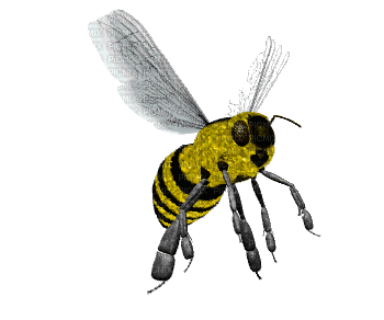 honey bee bp - Ücretsiz animasyonlu GIF