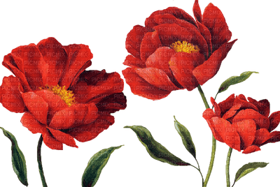 coquelicot.Cheyenne63 - 免费PNG