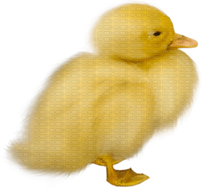 Kaz_Creations Easter Deco Chick - Free PNG
