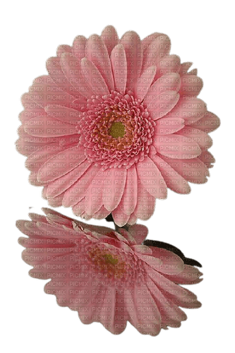 Vanessa Valo _crea= pink flowers deco - PNG gratuit
