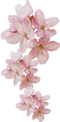 Spring Blossom - 免费PNG