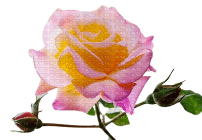 Роза - ücretsiz png