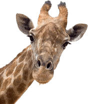 girafe - bezmaksas png